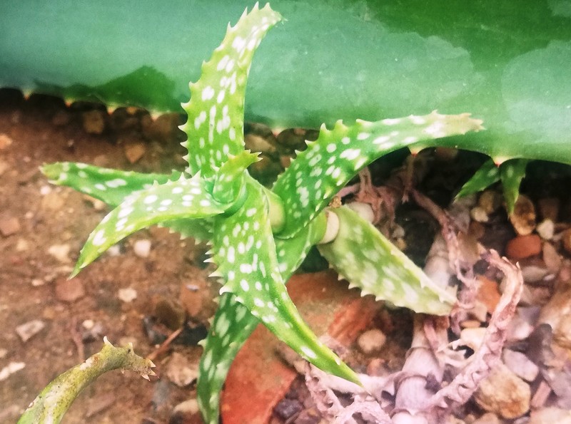 Aloe squarrosa photo 2
