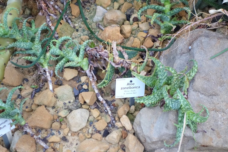 Aloe squarrosa photo 3