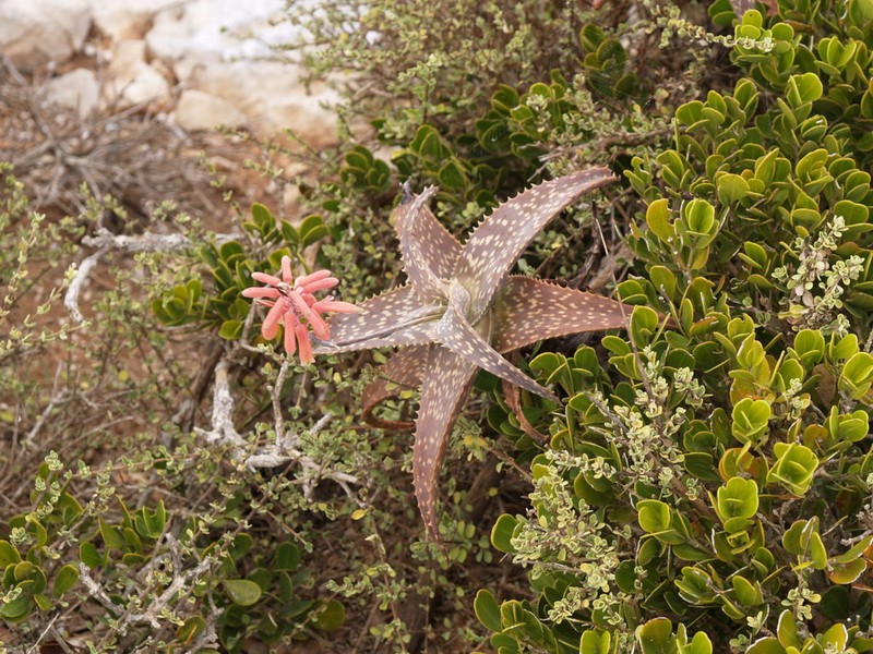 Aloe squarrosa photo 4