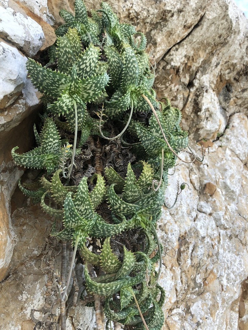 Aloe squarrosa photo 5