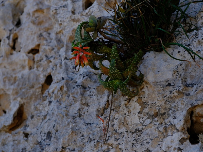 Aloe squarrosa photo 6