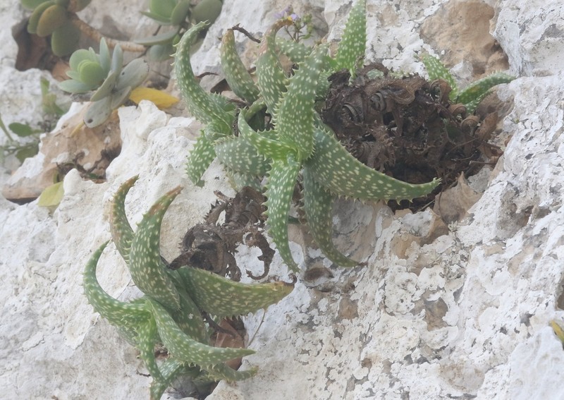 Aloe squarrosa photo 7