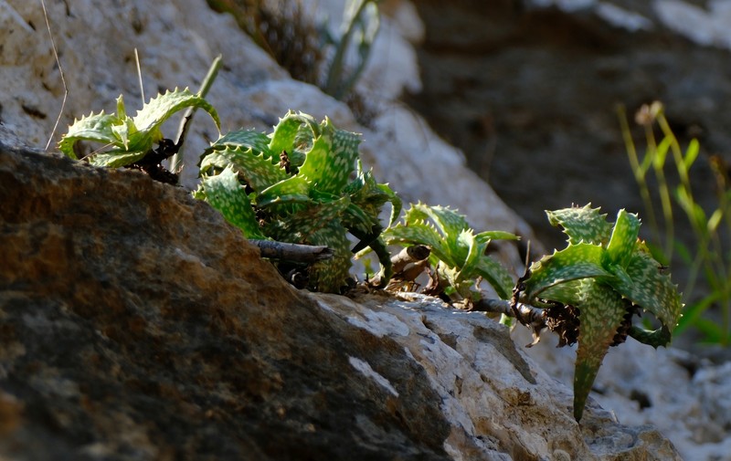 Aloe squarrosa photo 8