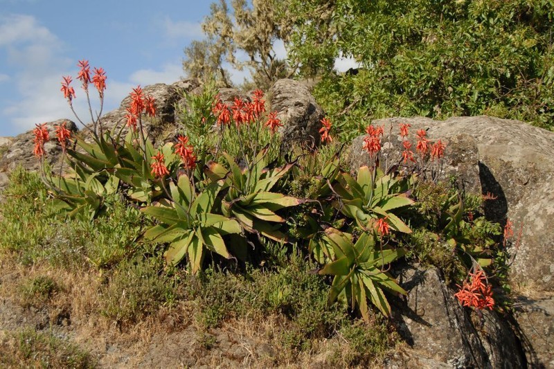 Aloe steudneri
