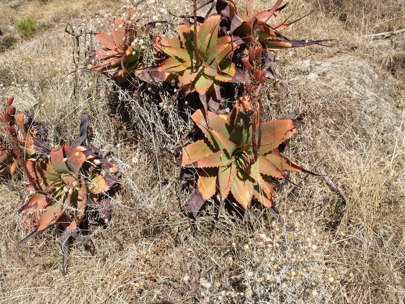 Aloe steudneri photo 3