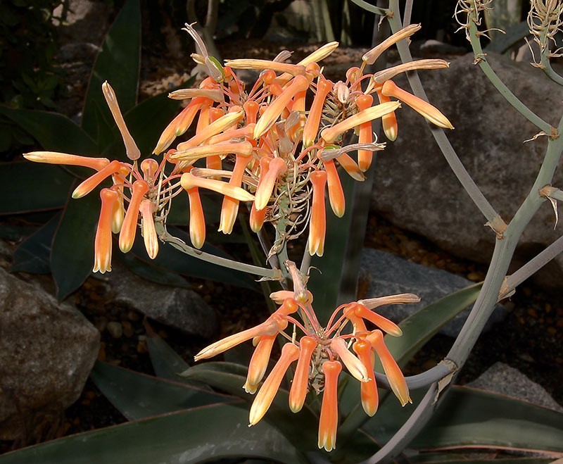 Aloe striata
