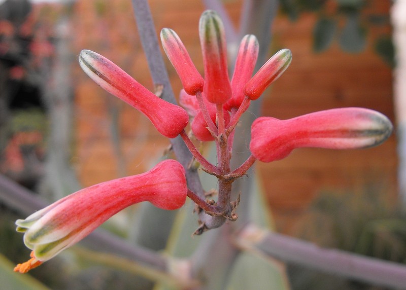 Aloe striata photo 2