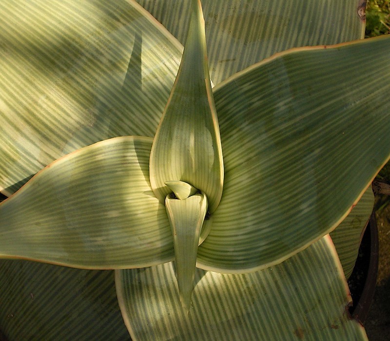 Aloe striata photo 3