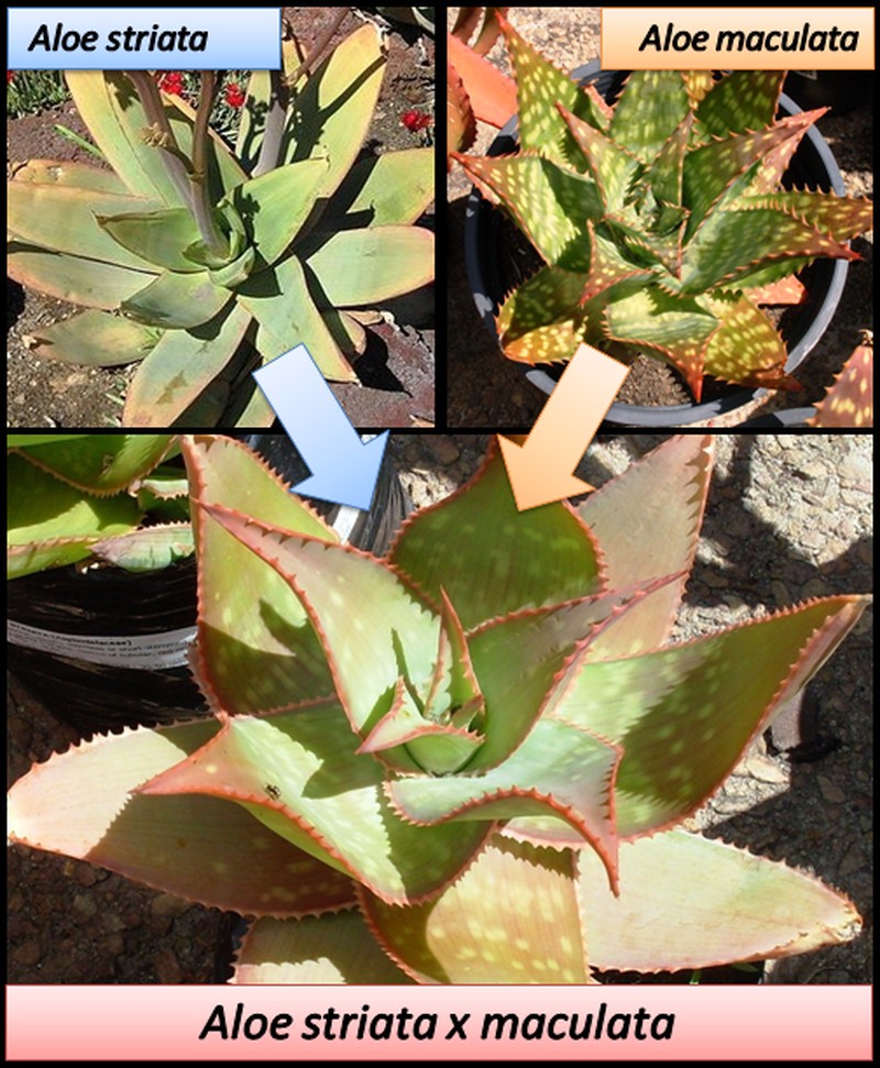 Aloe striata photo 4