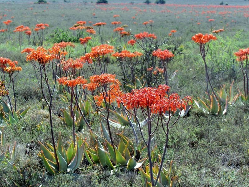 Aloe striata photo 6