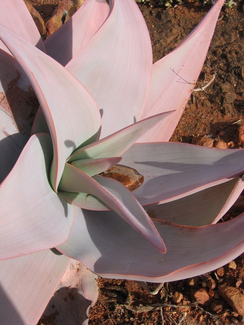 Aloe striata photo 7