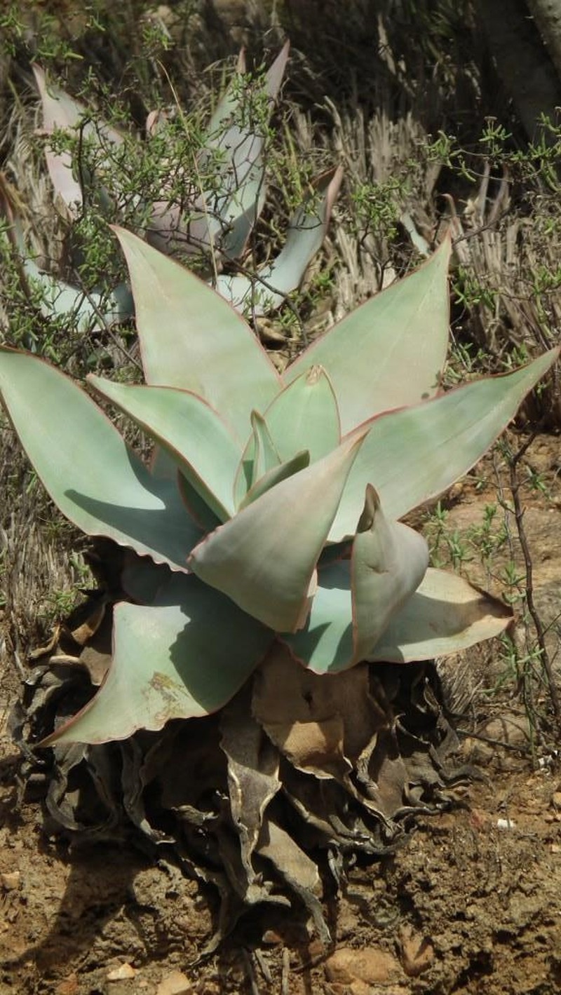 Aloe striata photo 8