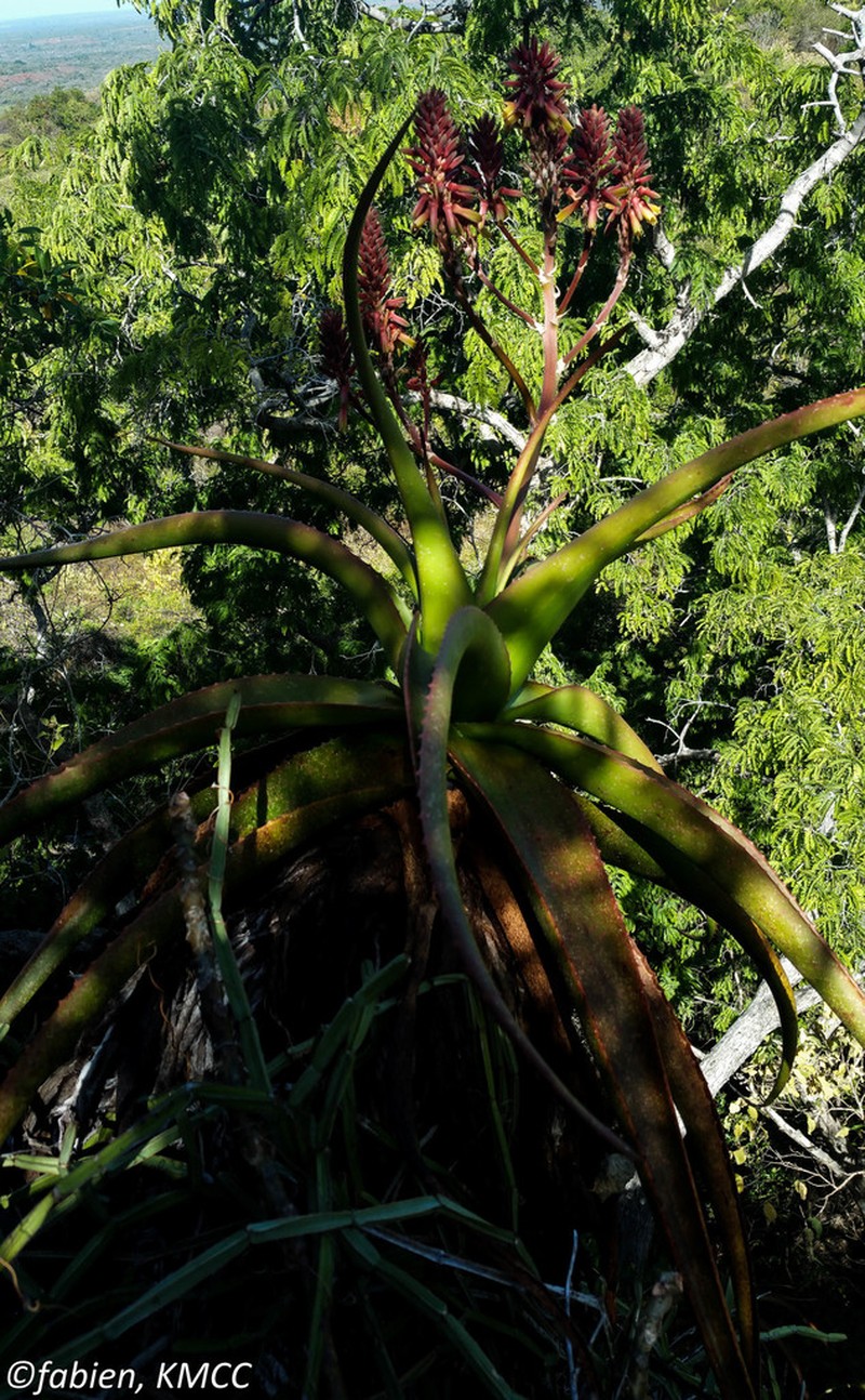 Aloe suarezensis