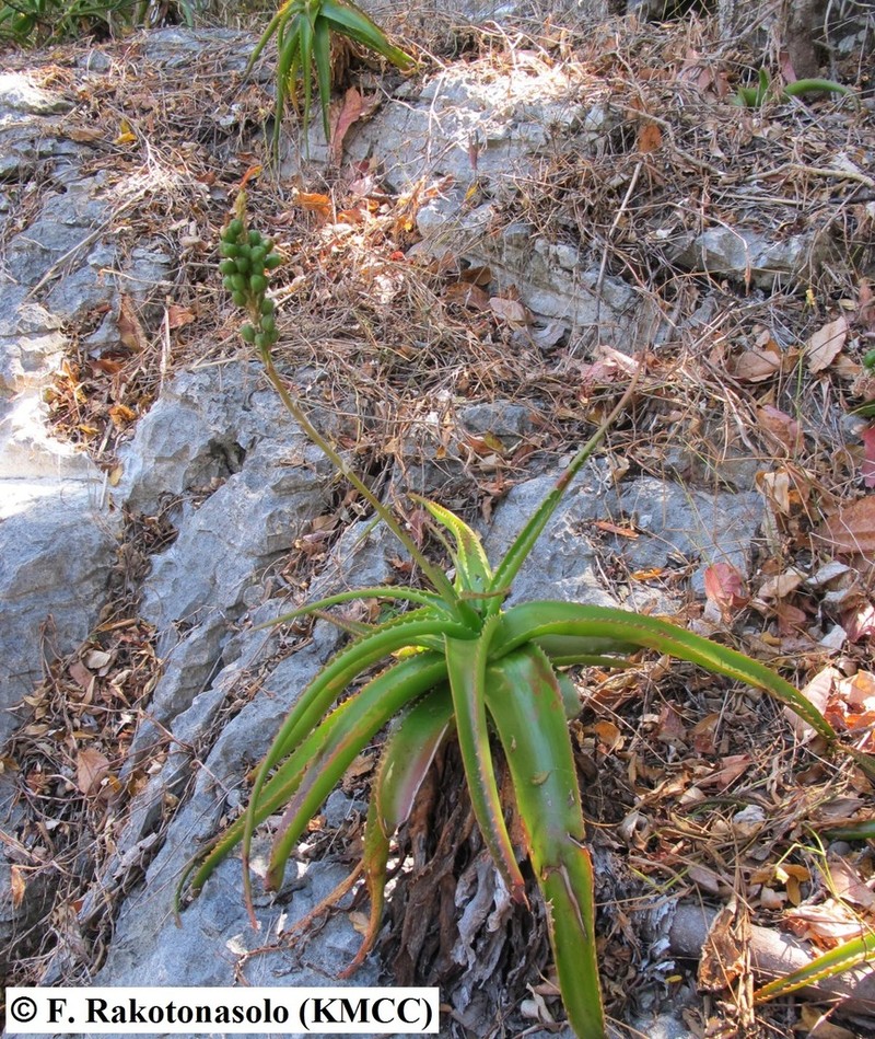 Aloe suarezensis photo 2