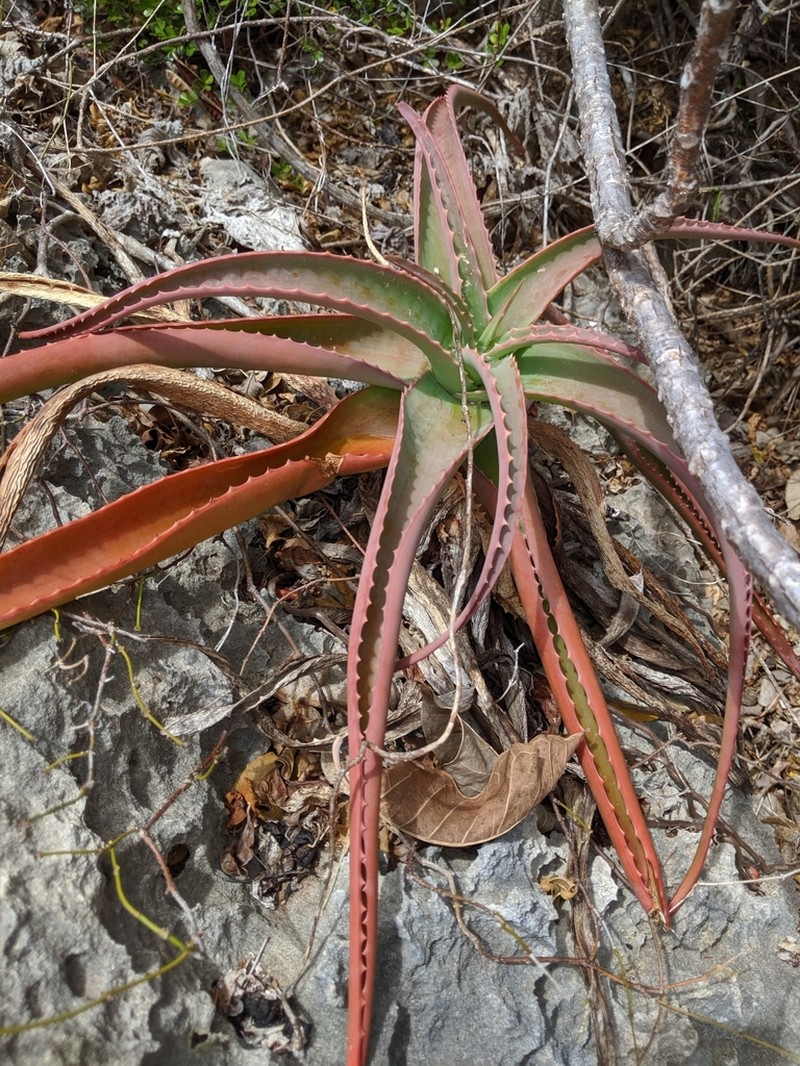 Aloe suarezensis photo 3