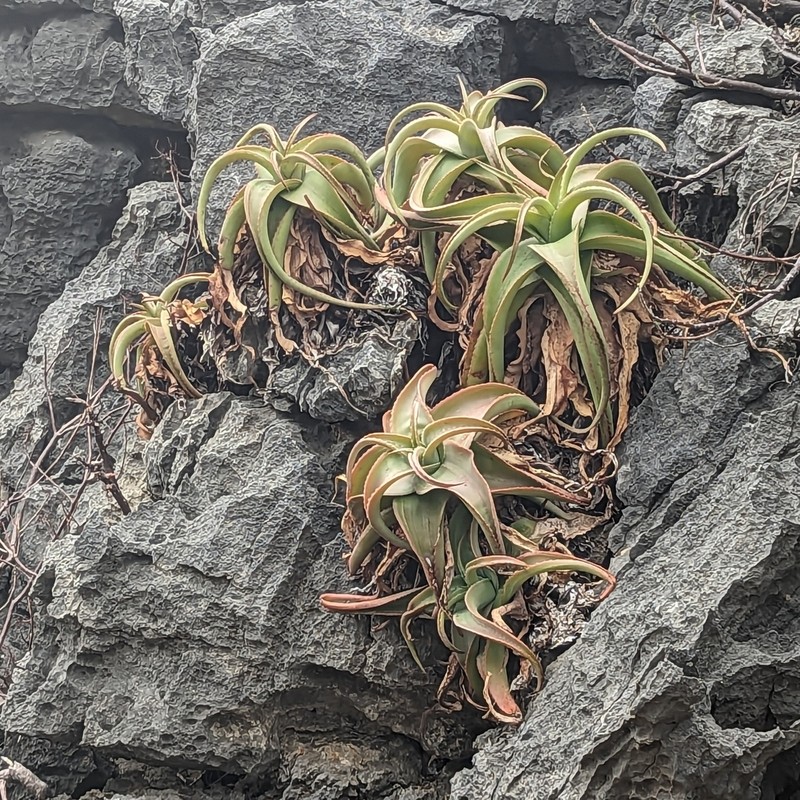 Aloe suarezensis photo 4