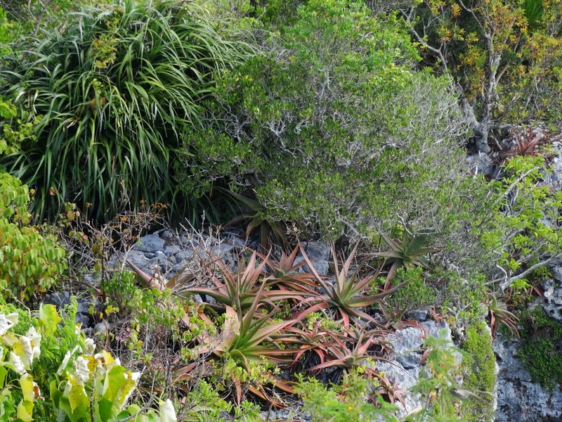 Aloe suarezensis photo 5