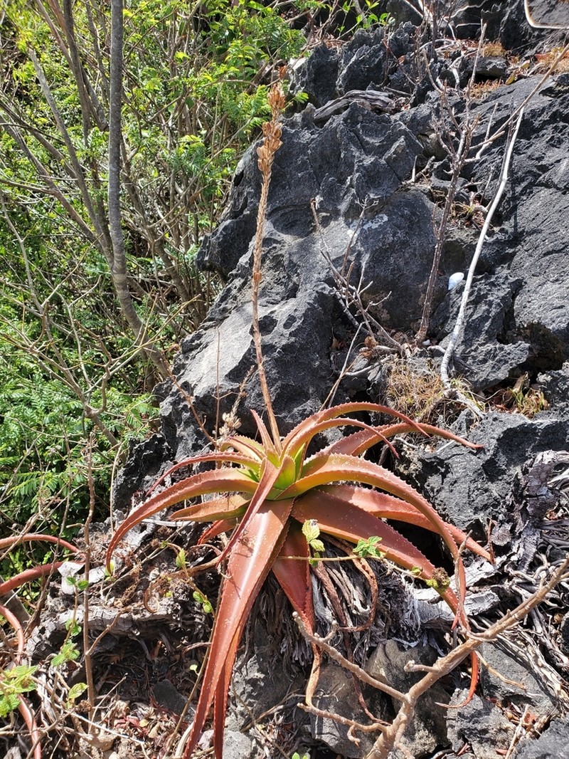 Aloe suarezensis photo 6
