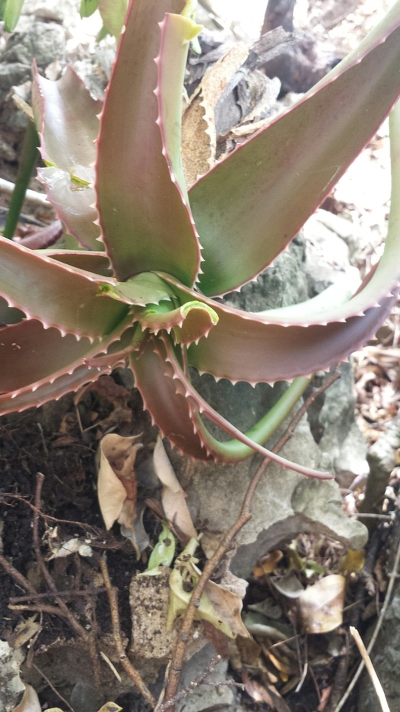 Aloe suarezensis photo 7