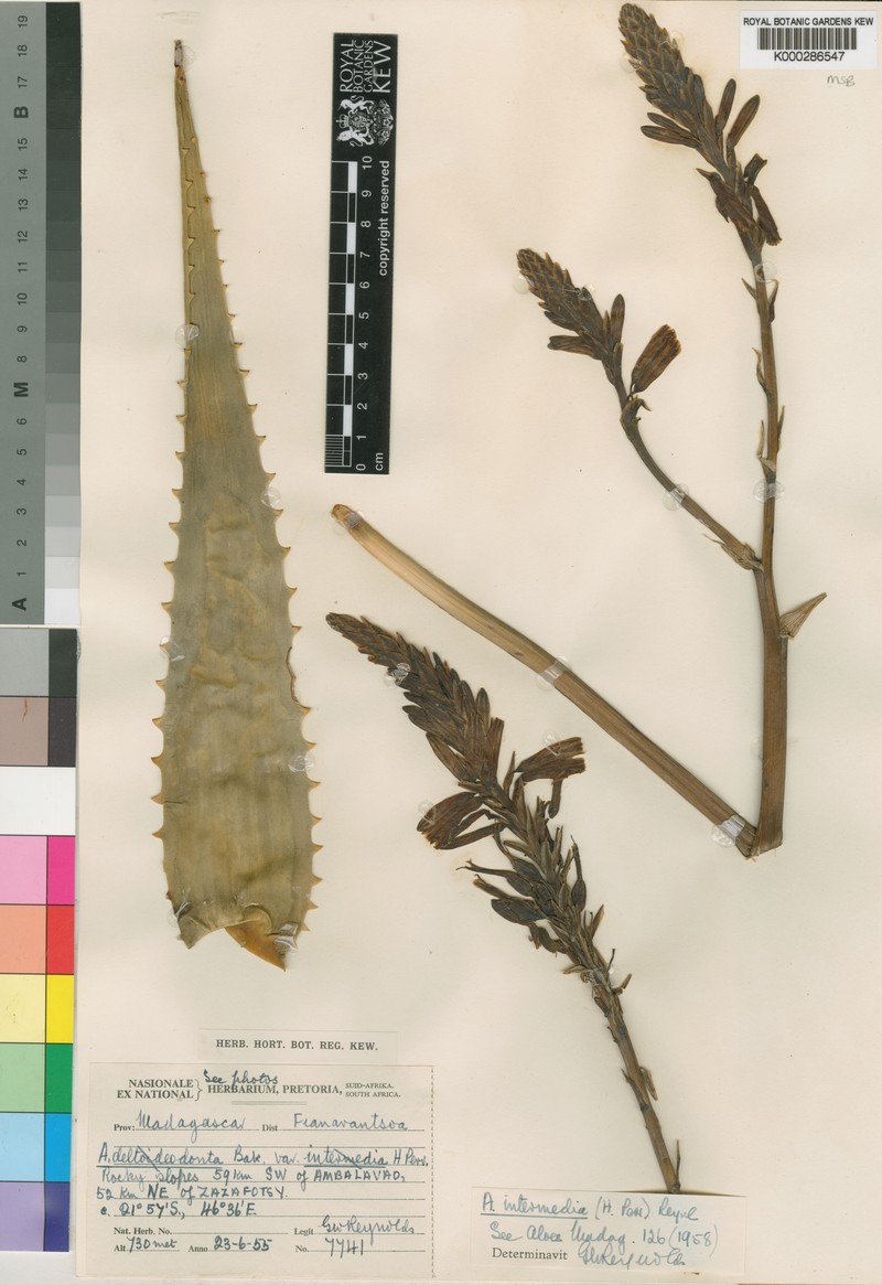 Aloe subacutissima