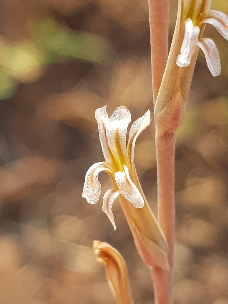 Aloe subspicata