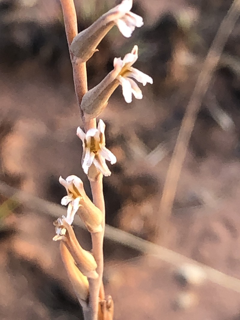 Aloe subspicata photo 2