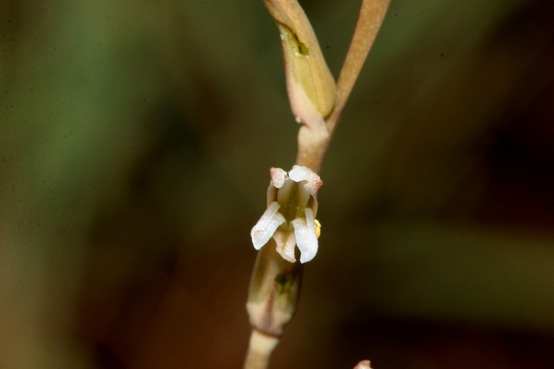 Aloe subspicata photo 5