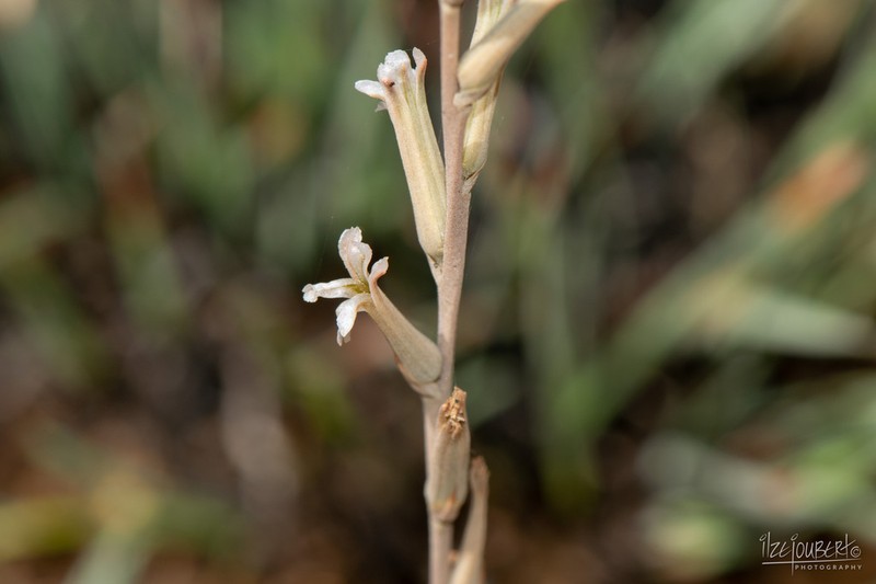 Aloe subspicata photo 8