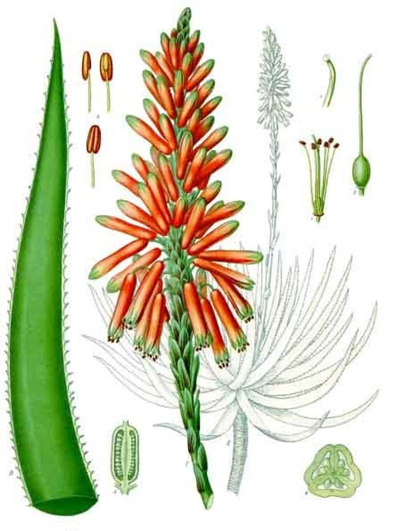 Fynbos Aloe