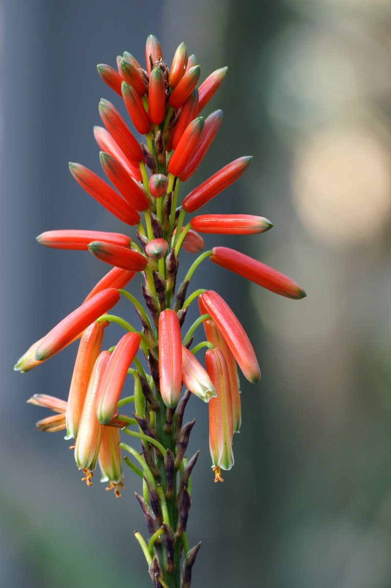 Fynbos Aloe photo 2