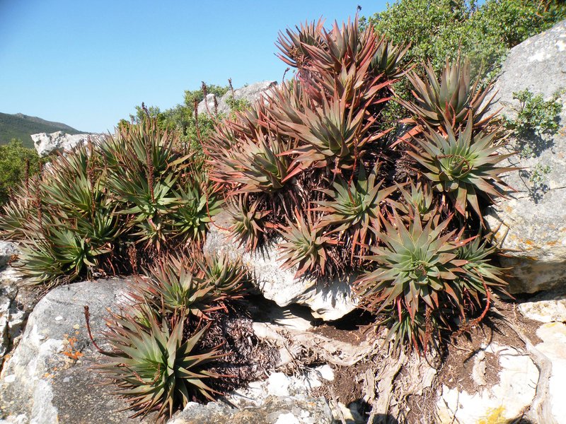 Fynbos Aloe photo 3