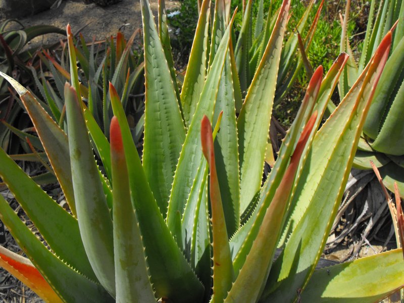 Fynbos Aloe photo 4