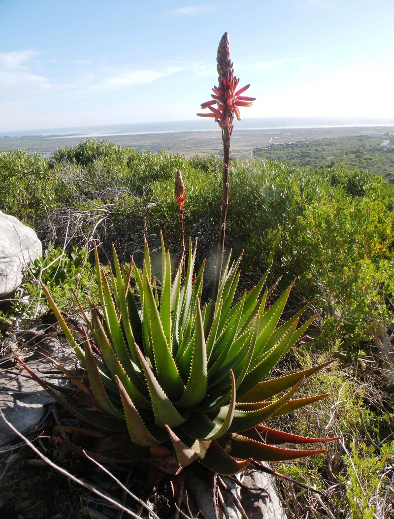 Fynbos Aloe photo 5