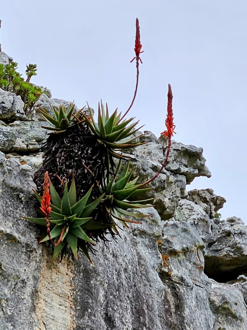 Fynbos Aloe photo 6