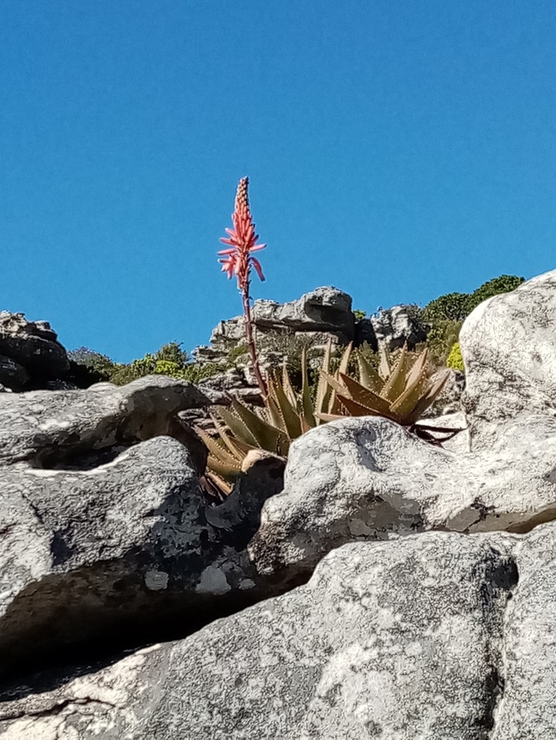 Fynbos Aloe photo 7