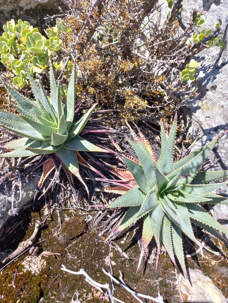 Fynbos Aloe photo 8
