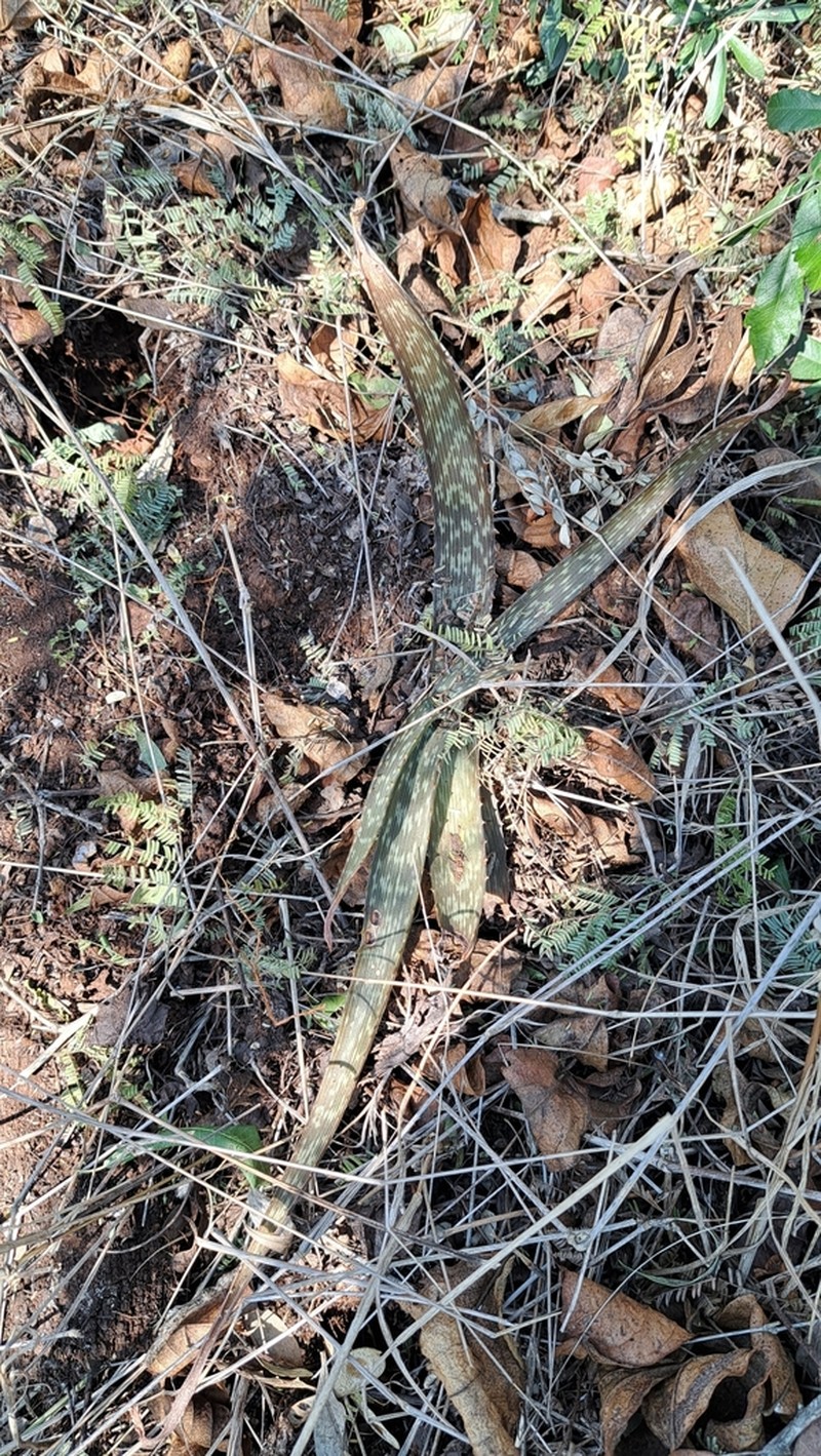 Aloe suffulta