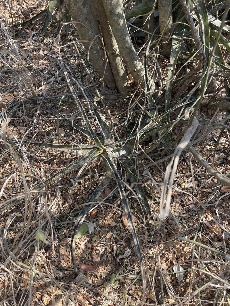 Aloe suffulta photo 2