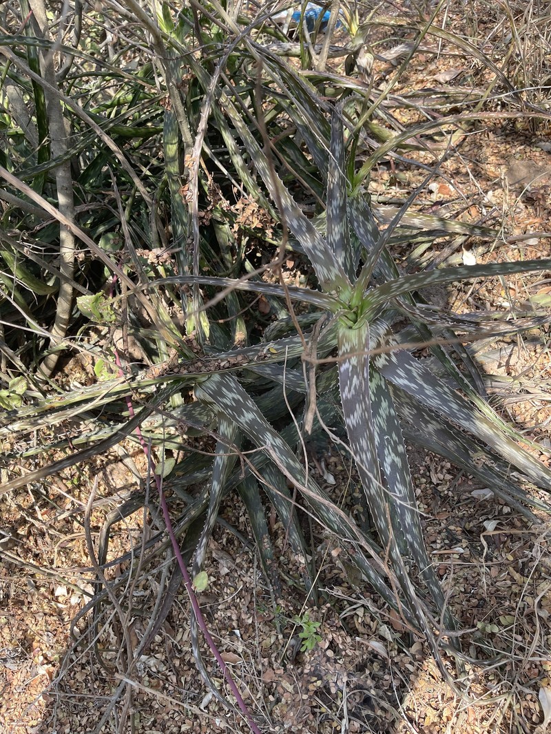 Aloe suffulta photo 4