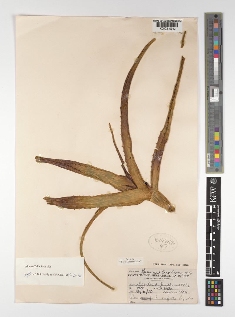 Aloe suffulta photo 7