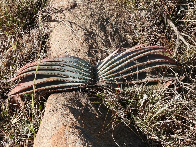 Aloe suprafoliata