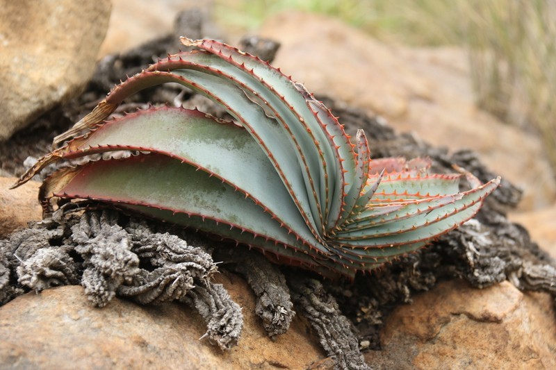 Aloe suprafoliata photo 2