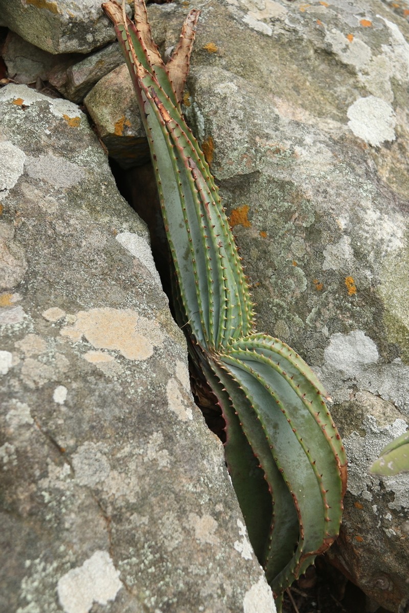 Aloe suprafoliata photo 3
