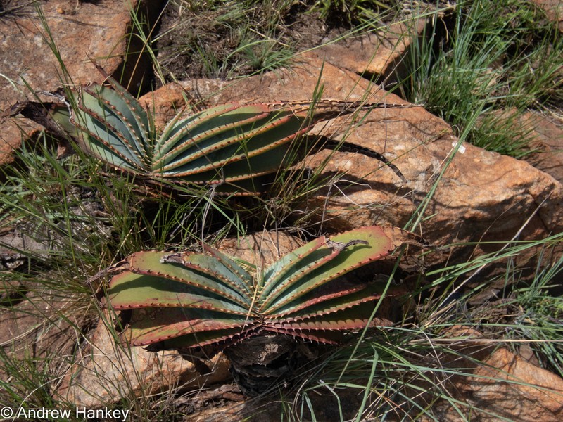 Aloe suprafoliata photo 4
