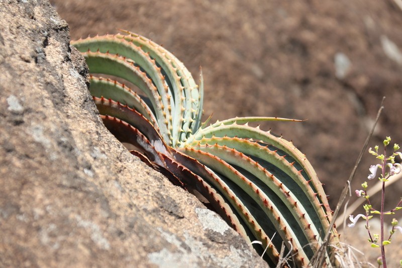 Aloe suprafoliata photo 5