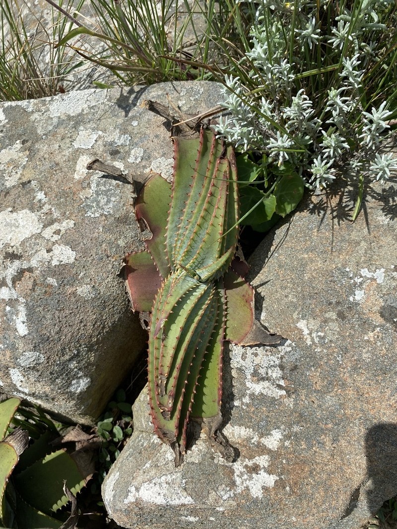 Aloe suprafoliata photo 7