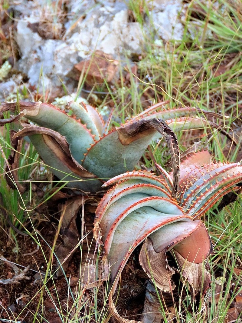 Aloe suprafoliata photo 8