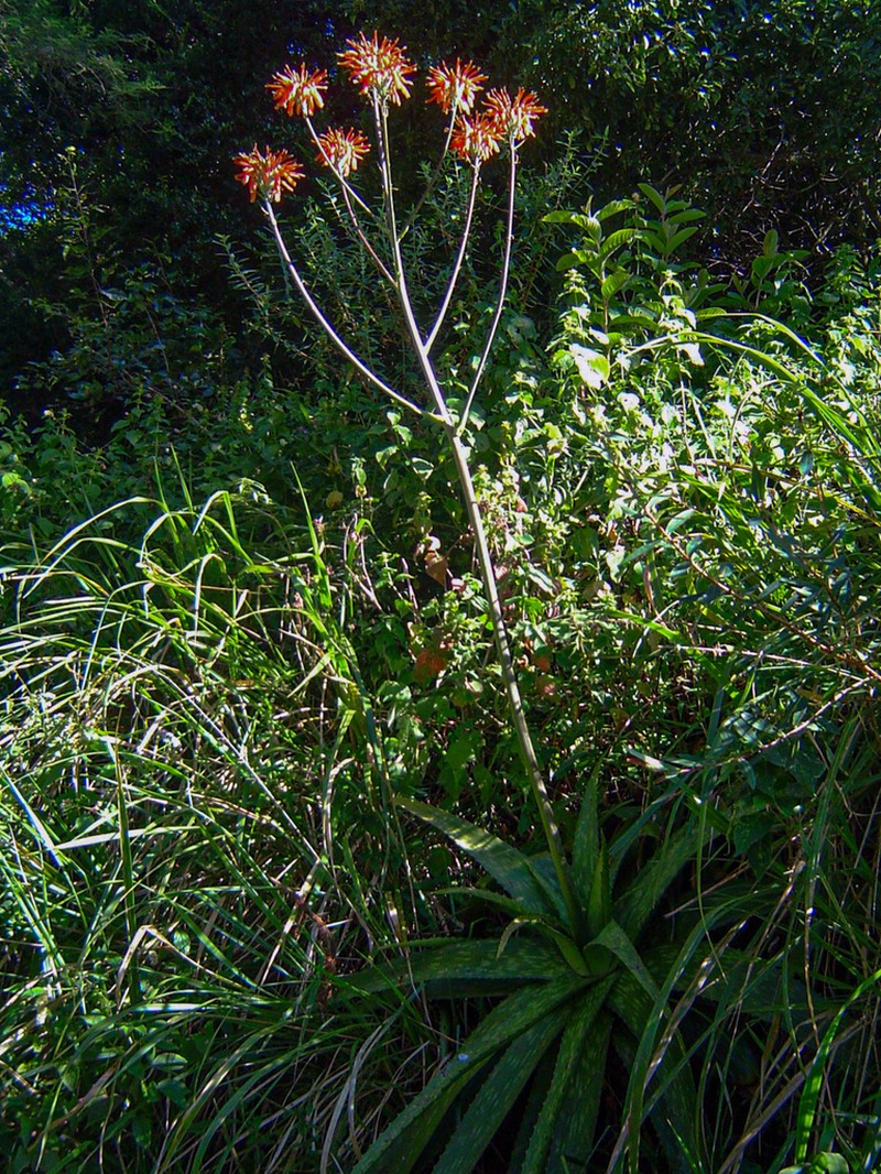 Aloe swynnertonii