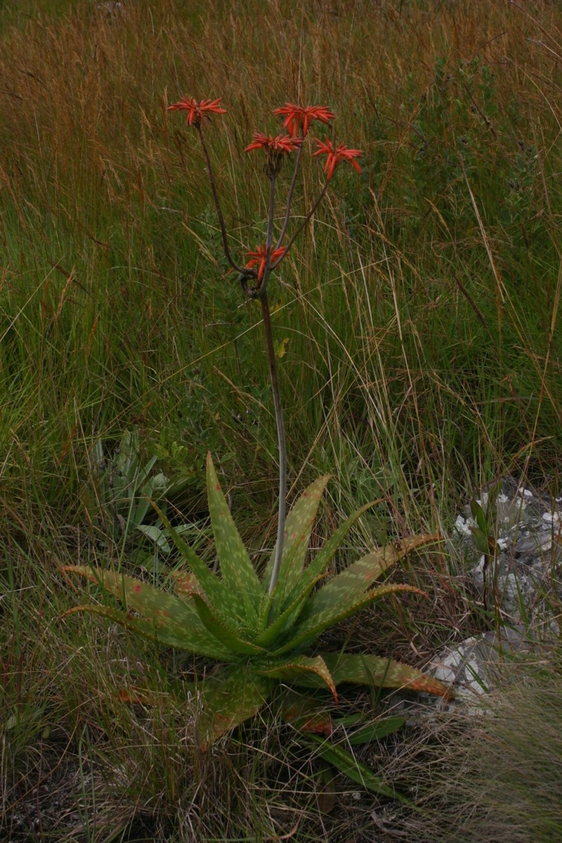 Aloe swynnertonii photo 2