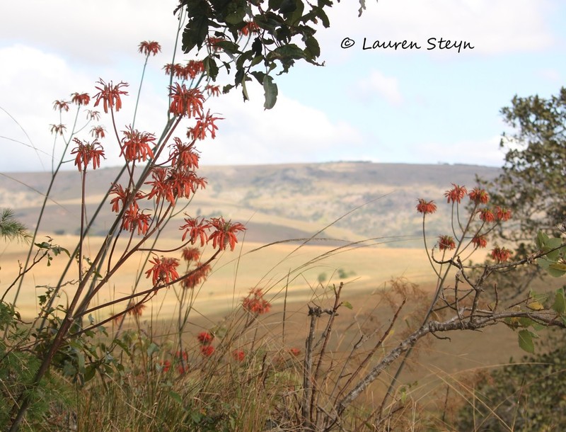 Aloe swynnertonii photo 3